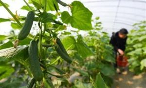 绿色能源行业现状与发展前景分析未来绿色能源将成为主流(图4)