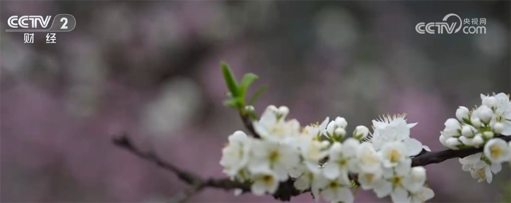 各地催热“赏花经济”新业态绿色发展路径“以花兴业”焕发蓬勃生机(图1)