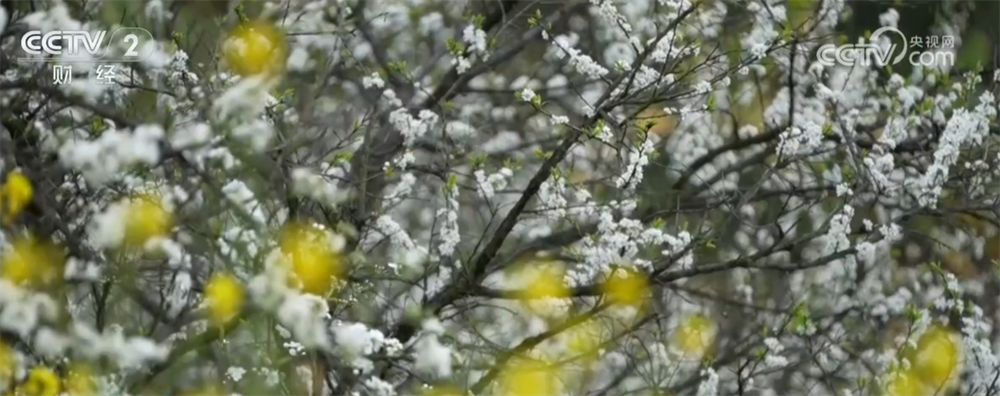 各地催热“赏花经济”新业态绿色发展路径“以花兴业”焕发蓬勃生机(图2)
