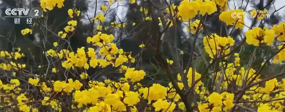 各地催热“赏花经济”新业态绿色发展路径“以花兴业”焕发蓬勃生机(图3)