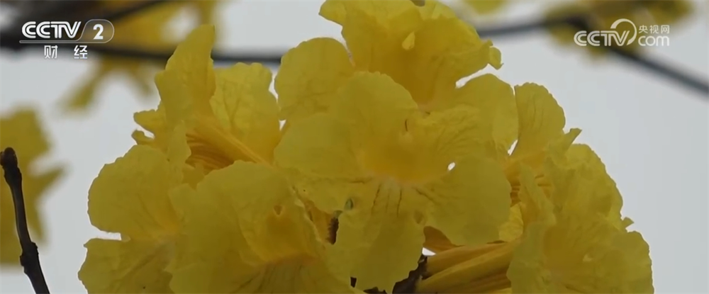 各地催热“赏花经济”新业态绿色发展路径“以花兴业”焕发蓬勃生机(图4)