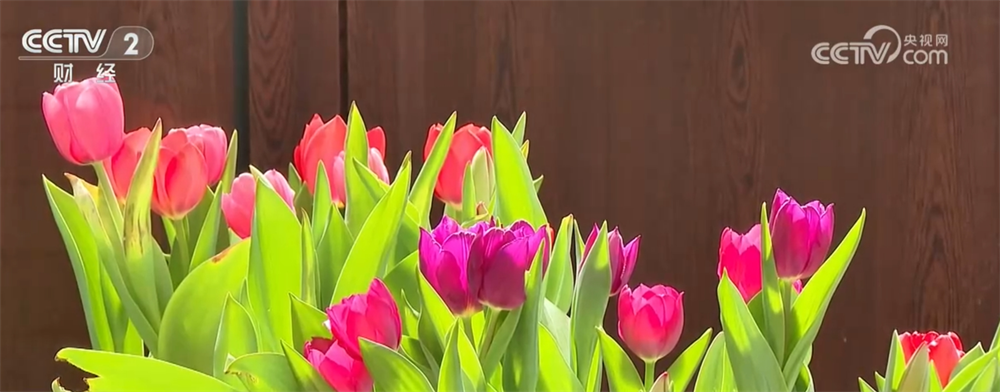 各地催热“赏花经济”新业态绿色发展路径“以花兴业”焕发蓬勃生机(图5)
